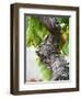 Branch of Old Vine with Gnarled Bark, Collioure, Languedoc-Roussillon, France-Per Karlsson-Framed Premium Photographic Print