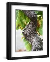 Branch of Old Vine with Gnarled Bark, Collioure, Languedoc-Roussillon, France-Per Karlsson-Framed Premium Photographic Print