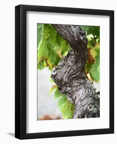 Branch of Old Vine with Gnarled Bark, Collioure, Languedoc-Roussillon, France-Per Karlsson-Framed Premium Photographic Print