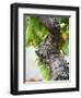 Branch of Old Vine with Gnarled Bark, Collioure, Languedoc-Roussillon, France-Per Karlsson-Framed Premium Photographic Print