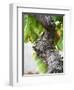 Branch of Old Vine with Gnarled Bark, Collioure, Languedoc-Roussillon, France-Per Karlsson-Framed Premium Photographic Print