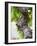 Branch of Old Vine with Gnarled Bark, Collioure, Languedoc-Roussillon, France-Per Karlsson-Framed Photographic Print