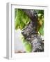 Branch of Old Vine with Gnarled Bark, Collioure, Languedoc-Roussillon, France-Per Karlsson-Framed Photographic Print