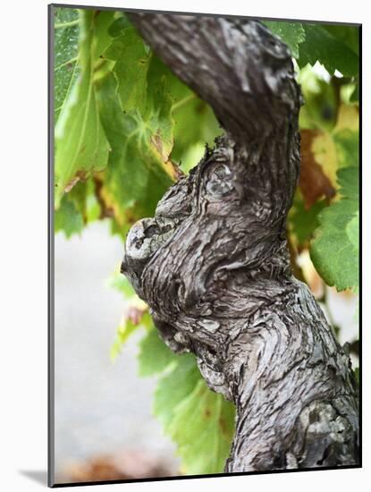 Branch of Old Vine with Gnarled Bark, Collioure, Languedoc-Roussillon, France-Per Karlsson-Mounted Photographic Print