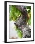 Branch of Old Vine with Gnarled Bark, Collioure, Languedoc-Roussillon, France-Per Karlsson-Framed Photographic Print