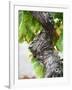 Branch of Old Vine with Gnarled Bark, Collioure, Languedoc-Roussillon, France-Per Karlsson-Framed Photographic Print