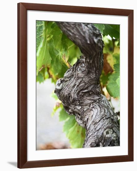 Branch of Old Vine with Gnarled Bark, Collioure, Languedoc-Roussillon, France-Per Karlsson-Framed Photographic Print