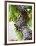 Branch of Old Vine with Gnarled Bark, Collioure, Languedoc-Roussillon, France-Per Karlsson-Framed Photographic Print