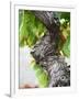 Branch of Old Vine with Gnarled Bark, Collioure, Languedoc-Roussillon, France-Per Karlsson-Framed Photographic Print