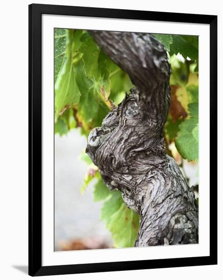 Branch of Old Vine with Gnarled Bark, Collioure, Languedoc-Roussillon, France-Per Karlsson-Framed Photographic Print