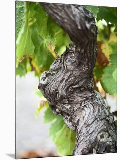 Branch of Old Vine with Gnarled Bark, Collioure, Languedoc-Roussillon, France-Per Karlsson-Mounted Photographic Print
