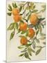 Branch of Oranges I-Jacob Q-Mounted Art Print