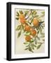 Branch of Oranges I-Jacob Q-Framed Art Print