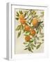 Branch of Oranges I-Jacob Q-Framed Art Print