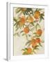 Branch of Oranges II-Jacob Q-Framed Art Print