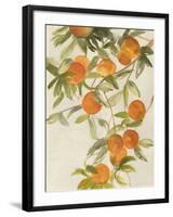 Branch of Oranges II-Jacob Q-Framed Art Print