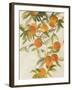 Branch of Oranges II-Jacob Q-Framed Art Print