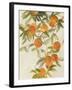 Branch of Oranges II-Jacob Q-Framed Art Print