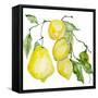 Branch of Ripe Sour Lemons-vilax-Framed Stretched Canvas