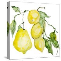 Branch of Ripe Sour Lemons-vilax-Stretched Canvas