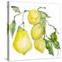 Branch of Ripe Sour Lemons-vilax-Stretched Canvas