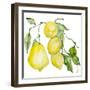 Branch of Ripe Sour Lemons-vilax-Framed Premium Giclee Print