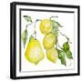 Branch of Ripe Sour Lemons-vilax-Framed Premium Giclee Print