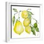 Branch of Ripe Sour Lemons-vilax-Framed Premium Giclee Print