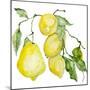 Branch of Ripe Sour Lemons-vilax-Mounted Premium Giclee Print
