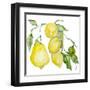 Branch of Ripe Sour Lemons-vilax-Framed Art Print