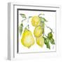 Branch of Ripe Sour Lemons-vilax-Framed Art Print