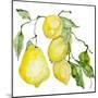 Branch of Ripe Sour Lemons-vilax-Mounted Art Print