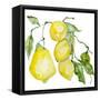 Branch of Ripe Sour Lemons-vilax-Framed Stretched Canvas