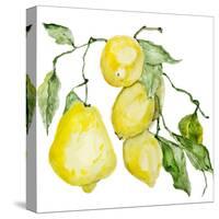 Branch of Ripe Sour Lemons-vilax-Stretched Canvas