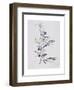 Branch of Ripening Black Olives II, 1999-Rebecca John-Framed Giclee Print