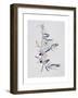 Branch of Ripening Black Olives II, 1999-Rebecca John-Framed Giclee Print