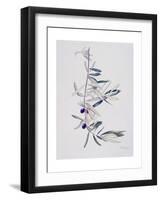 Branch of Ripening Black Olives II, 1999-Rebecca John-Framed Giclee Print