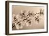 Branch of Sepia Orchids-Tom Quartermaine-Framed Giclee Print