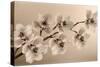 Branch of Sepia Orchids-Tom Quartermaine-Stretched Canvas