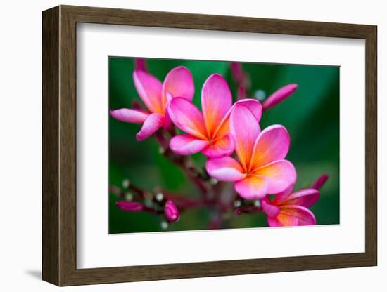 Branch of Tropical Pink Flowers Frangipani (Plumeria) on Dark Green Leaves Background-Iryna Rasko-Framed Photographic Print