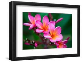 Branch of Tropical Pink Flowers Frangipani (Plumeria) on Dark Green Leaves Background-Iryna Rasko-Framed Photographic Print