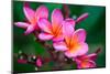 Branch of Tropical Pink Flowers Frangipani (Plumeria) on Dark Green Leaves Background-Iryna Rasko-Mounted Photographic Print