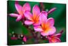 Branch of Tropical Pink Flowers Frangipani (Plumeria) on Dark Green Leaves Background-Iryna Rasko-Stretched Canvas