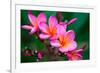 Branch of Tropical Pink Flowers Frangipani (Plumeria) on Dark Green Leaves Background-Iryna Rasko-Framed Photographic Print