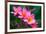 Branch of Tropical Pink Flowers Frangipani (Plumeria) on Dark Green Leaves Background-Iryna Rasko-Framed Photographic Print