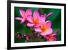 Branch of Tropical Pink Flowers Frangipani (Plumeria) on Dark Green Leaves Background-Iryna Rasko-Framed Photographic Print