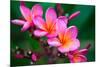 Branch of Tropical Pink Flowers Frangipani (Plumeria) on Dark Green Leaves Background-Iryna Rasko-Mounted Photographic Print