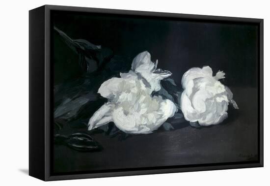 Branch of White Peonies and Secateurs-Edouard Manet-Framed Stretched Canvas