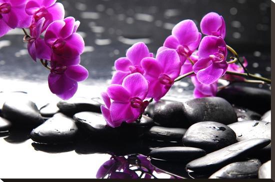 Branch Purple Orchid Flower With Therapy Stones-crystalfoto-Stretched Canvas