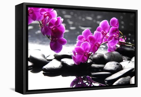 Branch Purple Orchid Flower With Therapy Stones-crystalfoto-Framed Stretched Canvas